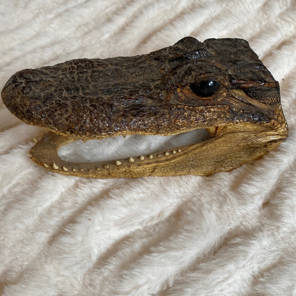 Baby Alligator head